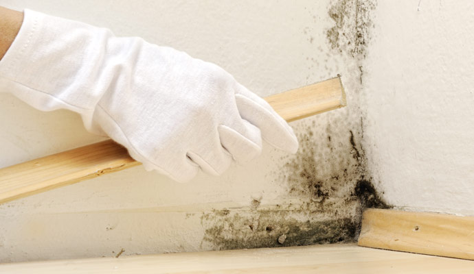 Basement Mold Control Services