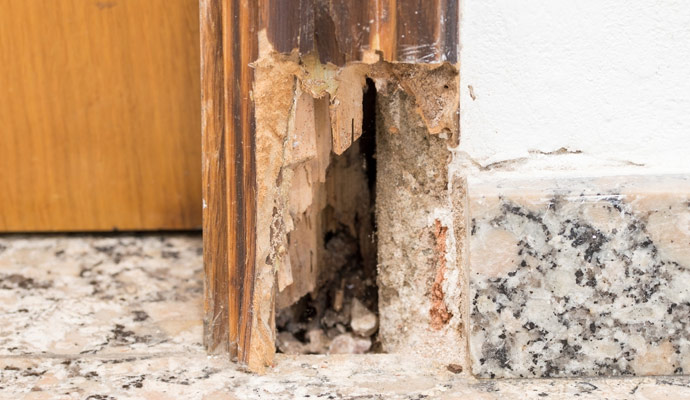 Dry Rot Repair in Your Local Area by My Basement Repair Pros
