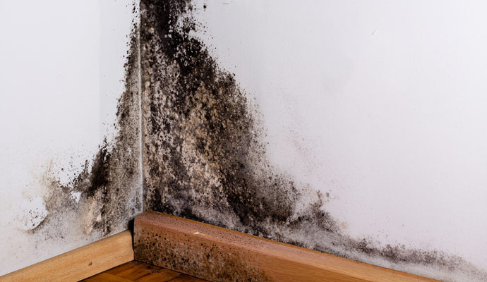 Mold Off-Gasses Effects on Your Basement
