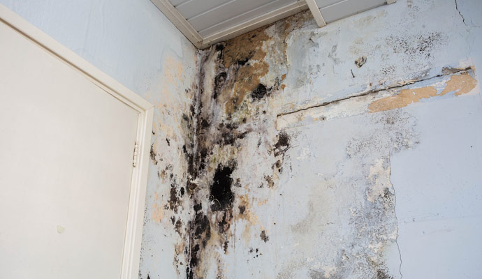 Mold Prevention Services