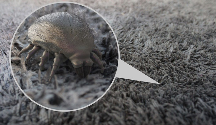 Professional Attention for Your Dust Mite Issue