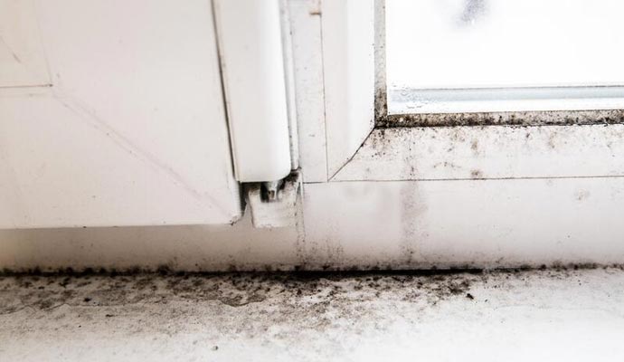 Mold Remediation Service by My Basement Repair Pro