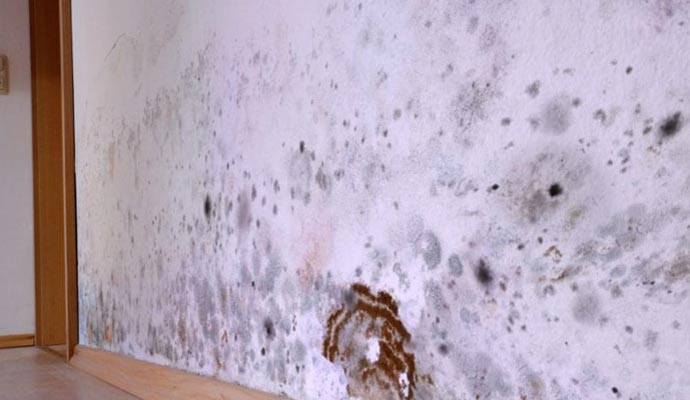 Mold Spores Prevention Services