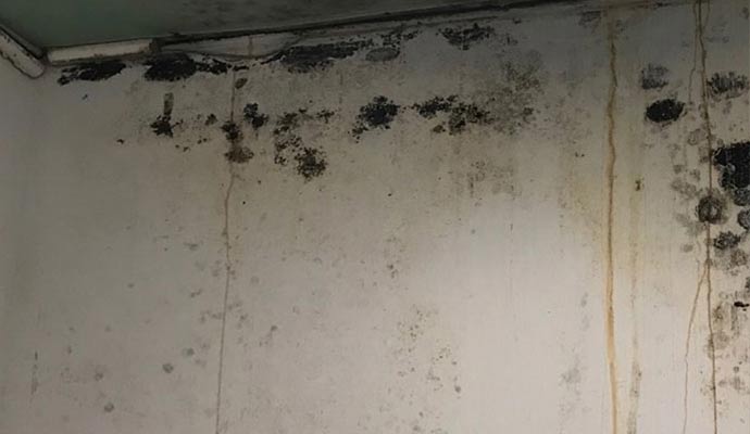 Signs of Mold Growth to Prevent Mold Allergies